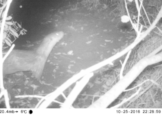 It's a real otter - in Sussex!